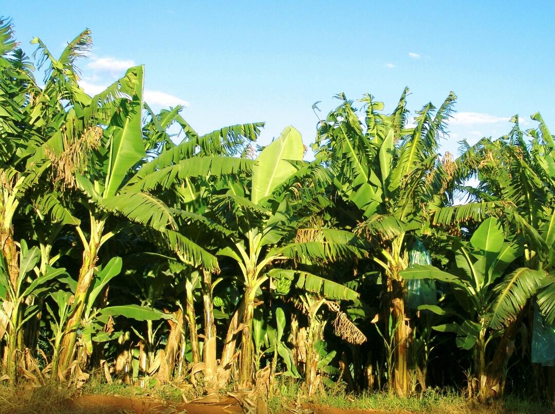 Generation 2040 community programs in Buikwe District