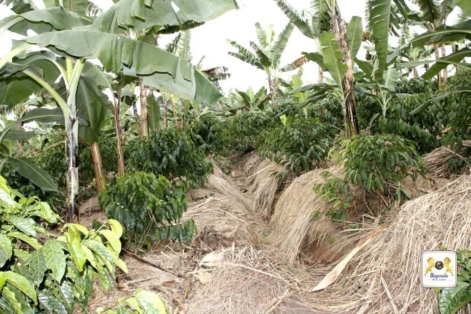Food security program